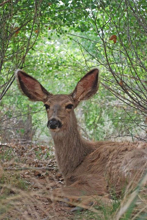 mule-deer-doe