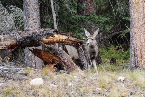 mule-deer-fawn-wyoming