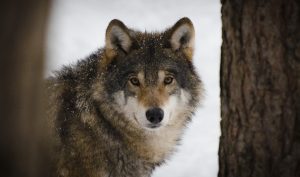 nevada-wolf