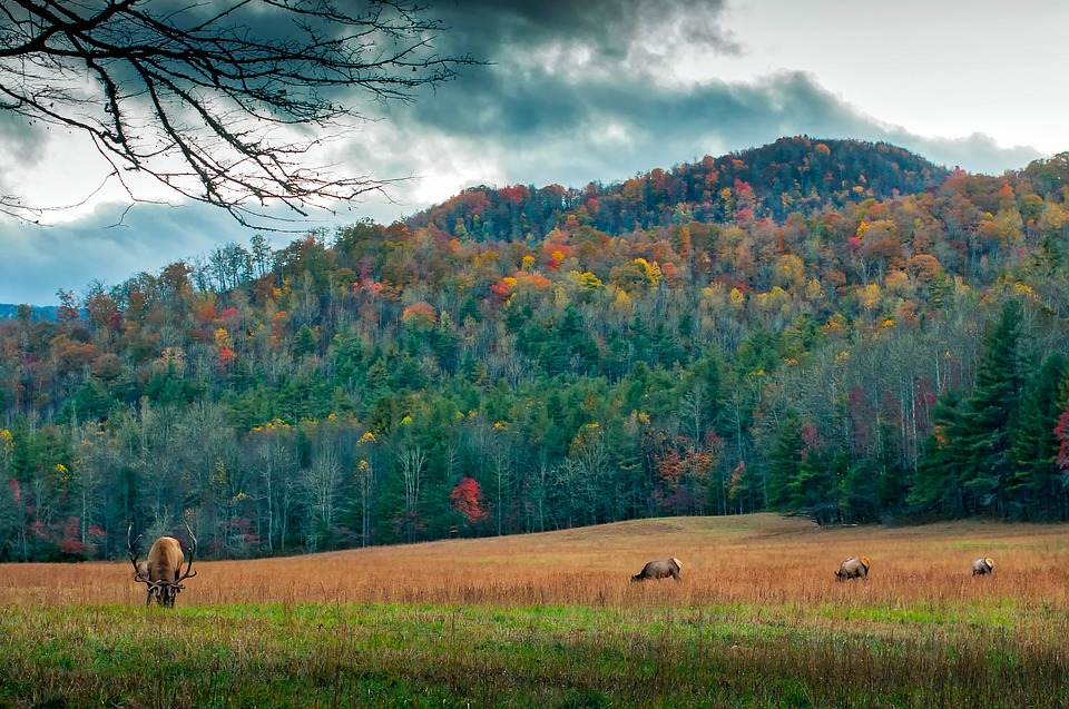 north-carolina-elk-grazing