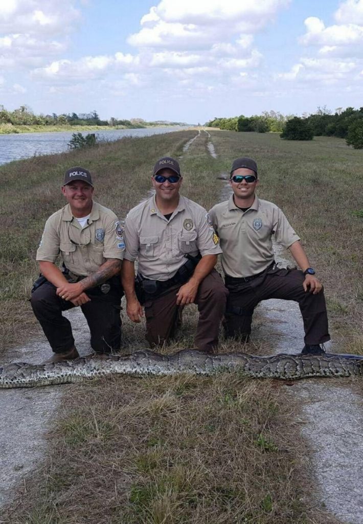 officers-with-15-foot-florida-python