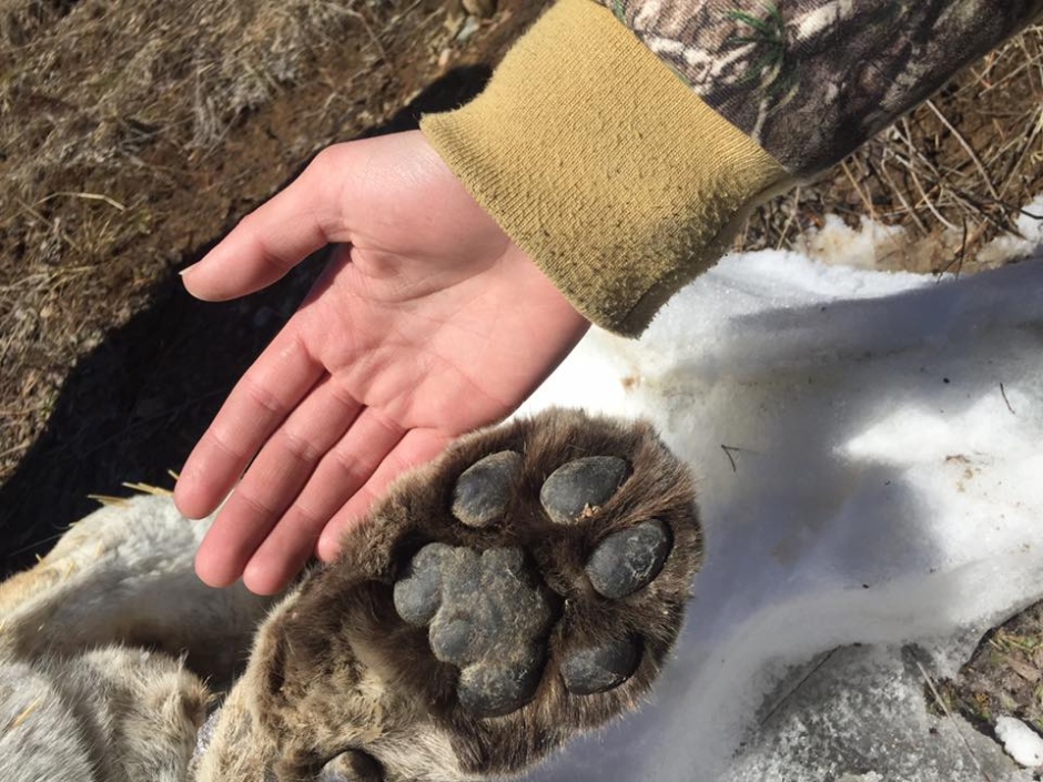 paw-of-dead-cougar-march-25-2017