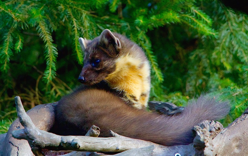 pine-marten-minnesota