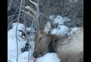 poached-raghorn-elk-idaho