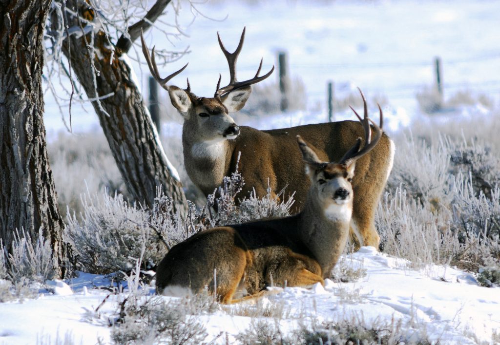 mule-deer-bucks-in-the-snow