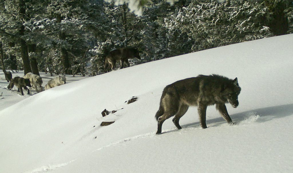 snake-river-wolf-pack-oregon