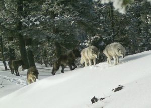 snake-river-wolves-oregon