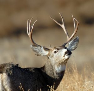mule-deer-buck-sniffing-the-air-in-utah
