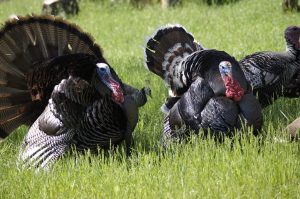 texas-wild-turkeys