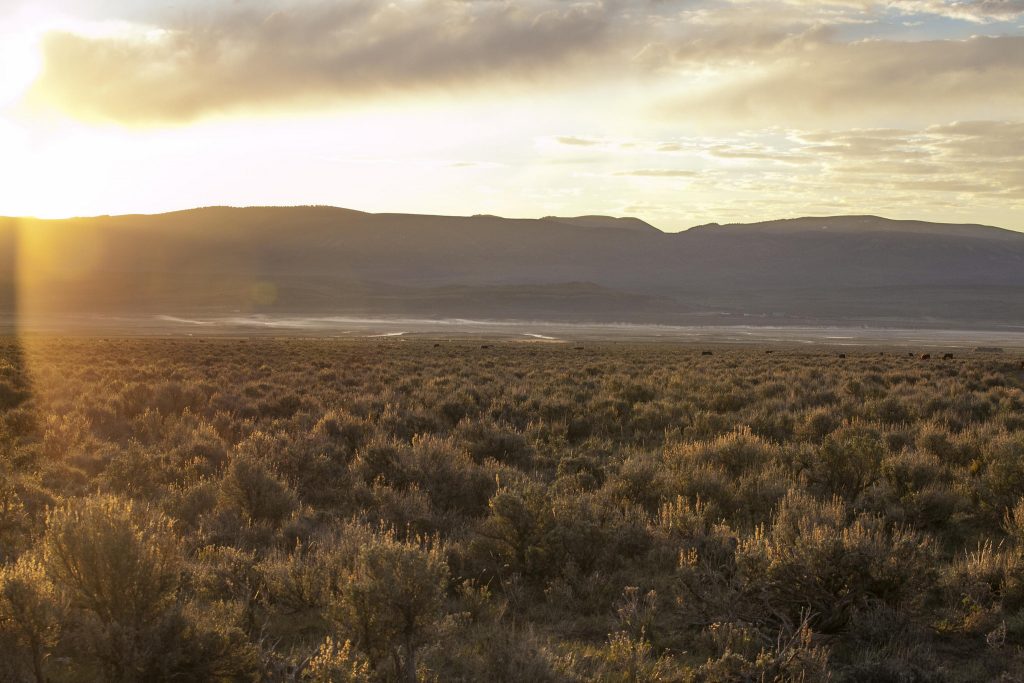 the-sagebrush-ecosystem