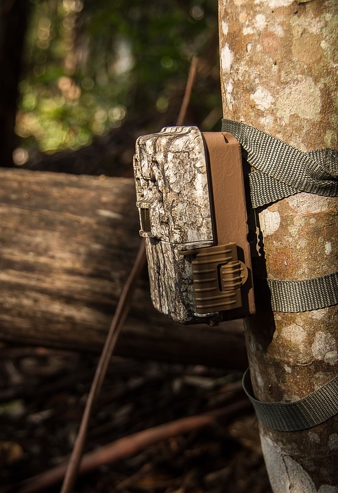 trail-camera-mounted-on-tree