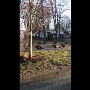 turkeys-circling-dead-cat