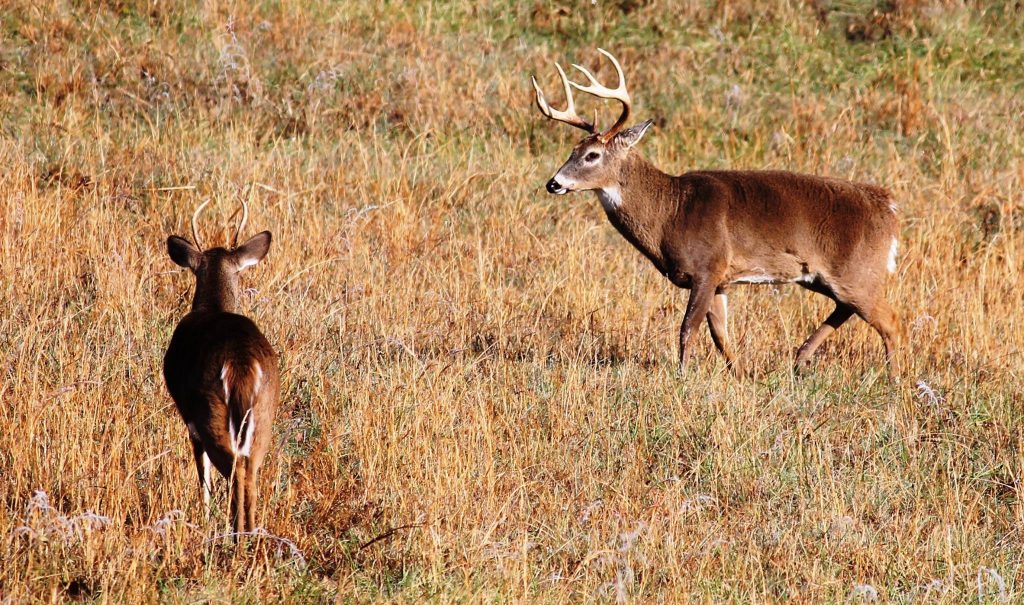 two-whitetail-bucks-georgia