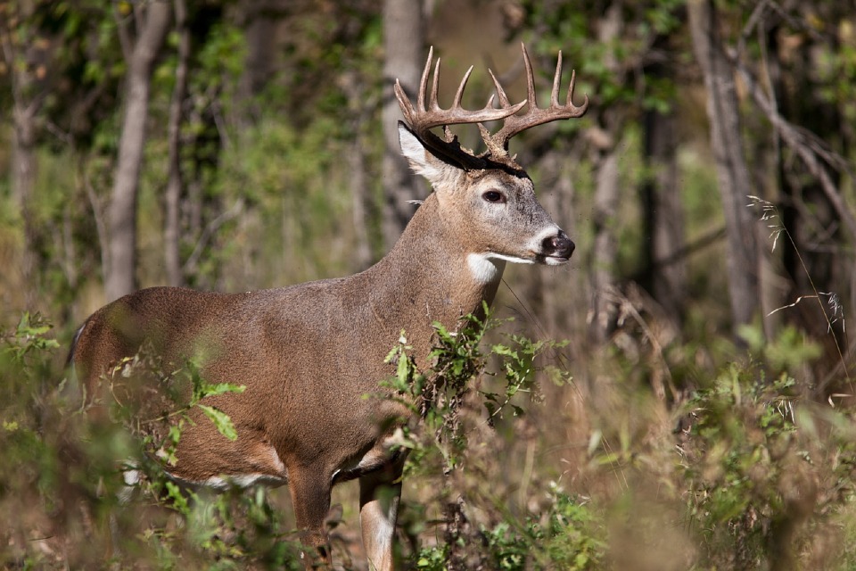 white-tail-deer-delaware