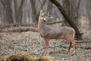 white-tailed-deer-browsing-pennsylvania