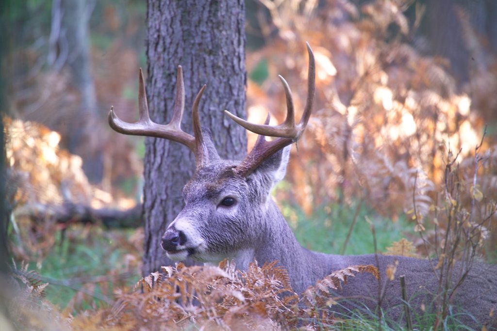 whitetail-buck-new-york-state