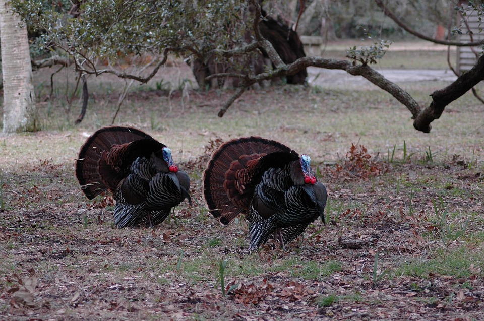 wild-turkeys-missouri