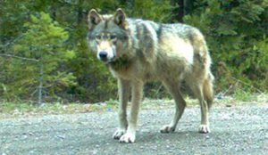wolf-killed-accidentally-in-oregon