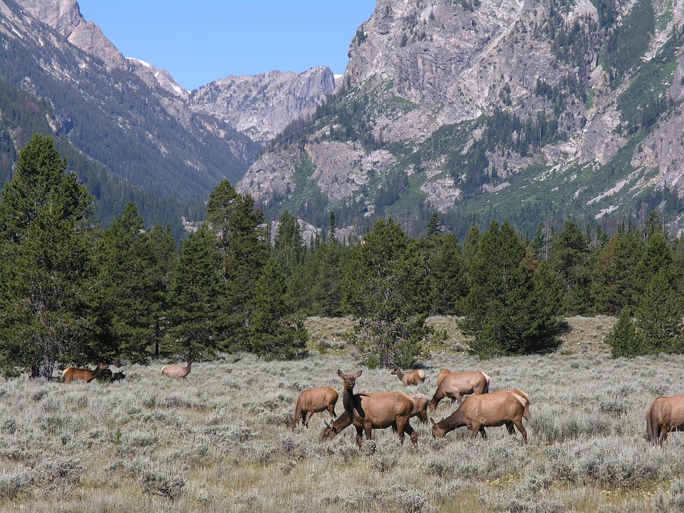wyoming-elk-hunting