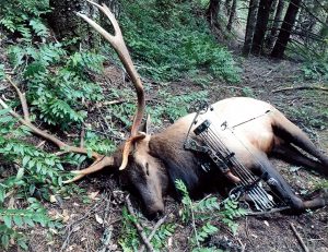 6x6-elk-illegally-claimed-by-jeffrey-allen-mccraven