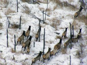 Elk-herd-minnesota