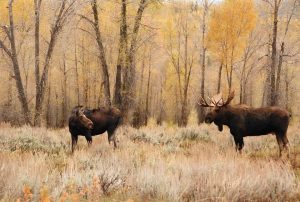 bull-and-cow-moose-ontario