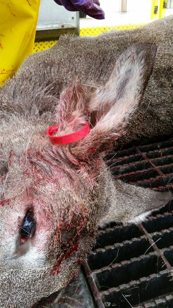 deer-found-with-holes-in-ears