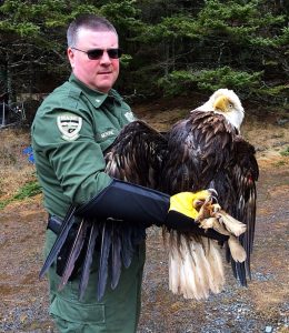 maine-game-warden-with-34-year-old-bald-eagle
