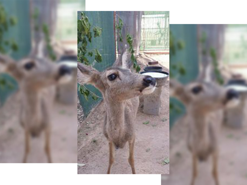 rescued-deer-fawn-wickenburg