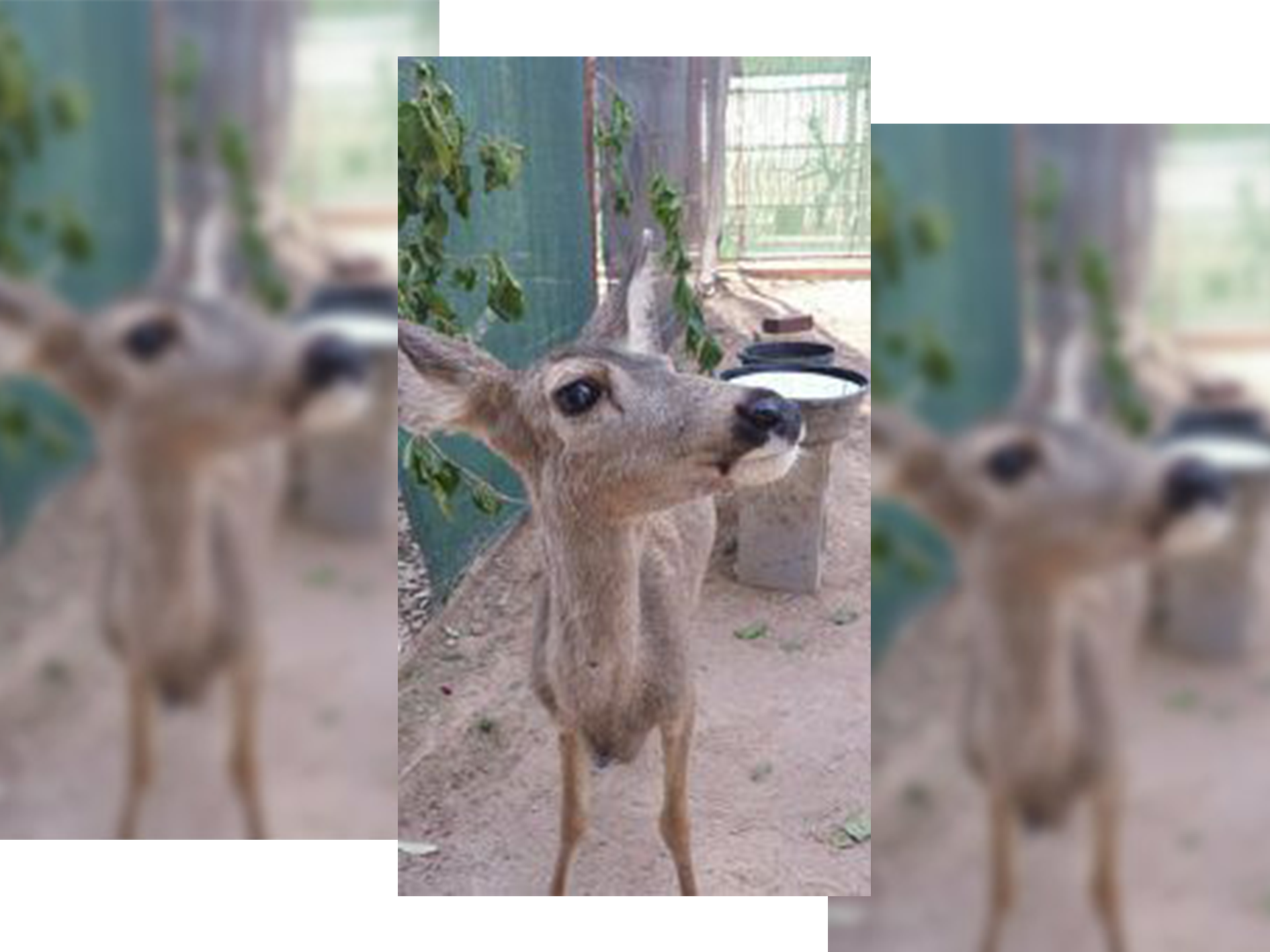 rescued-deer-fawn-wickenburg