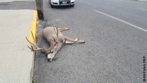 trophy-mule-deer-dead-in-butte-montana