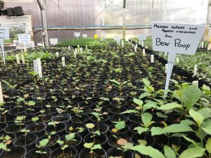 bear-poop-germination-rocky-mountain-national-park