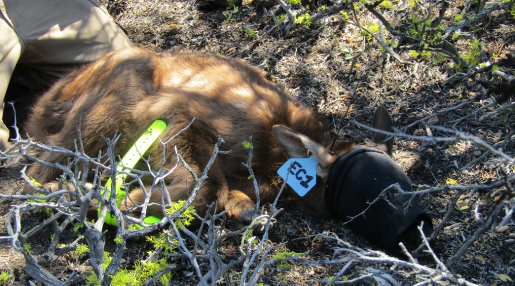 captured-elk-calf-california