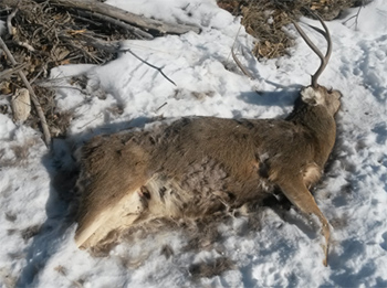 dead-buck-poached-in-utah