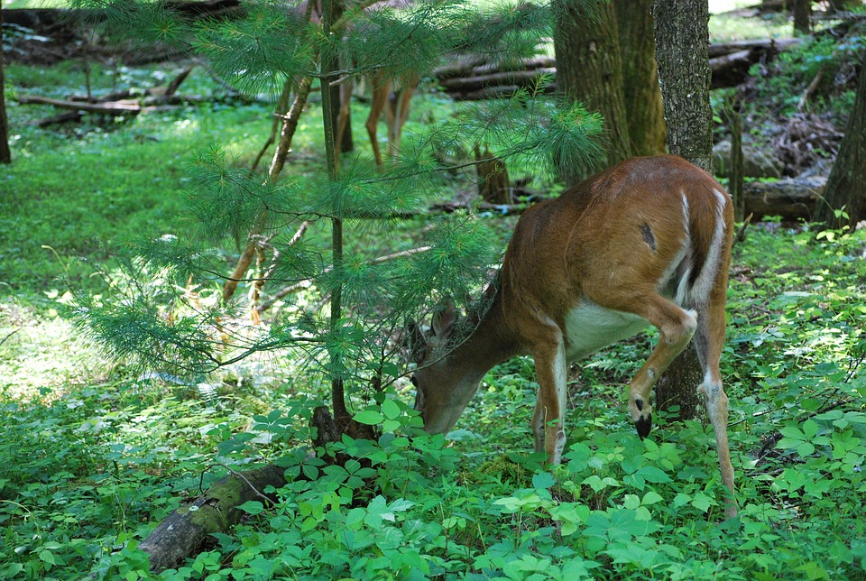 doe-in-tennessee