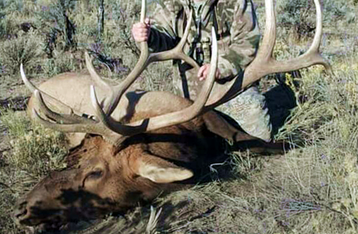 elk-poached-on-k-savy-ranch