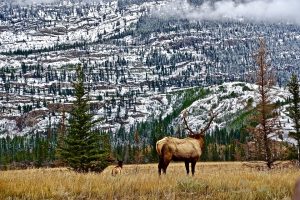 elk-washington-state