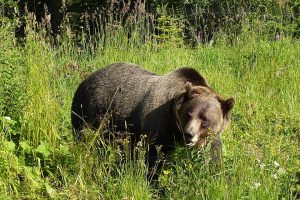 grizzly-bear-montana