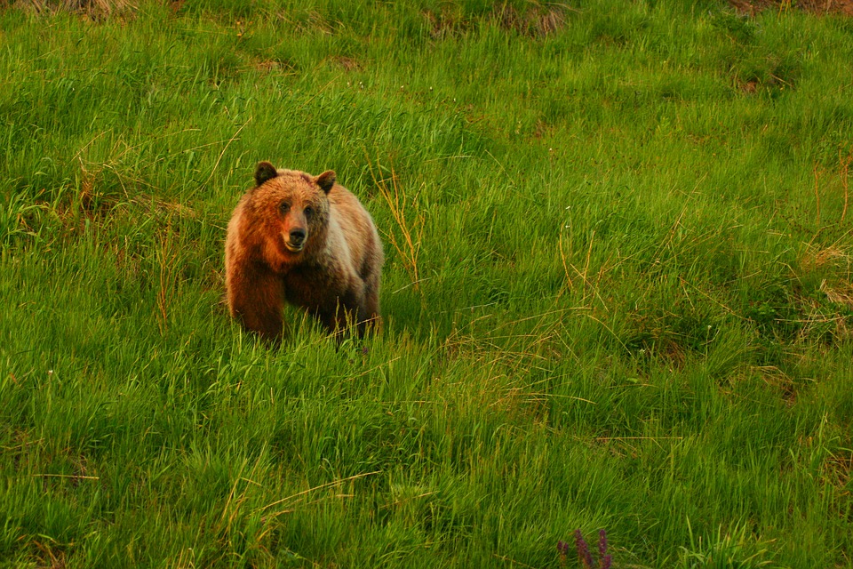 grizzly-bear-wyoming