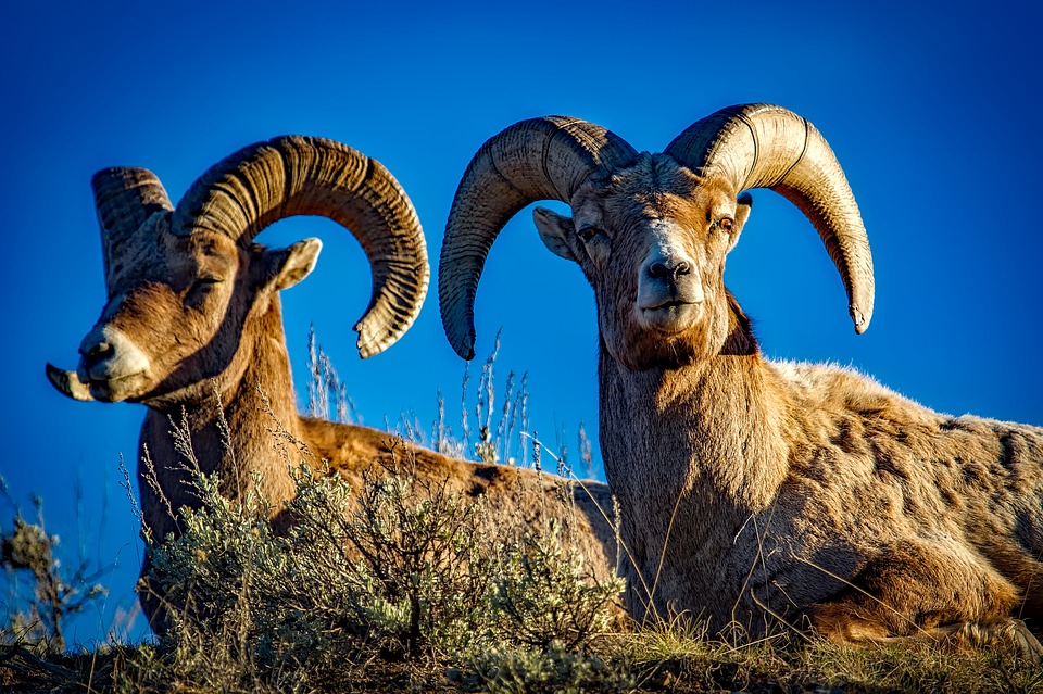 idaho-bighorn-rams