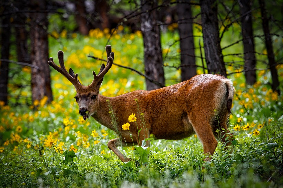 mule-deer-alaska-interior