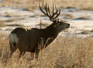 mule-deer-colorado