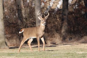 new-hampshire-buck