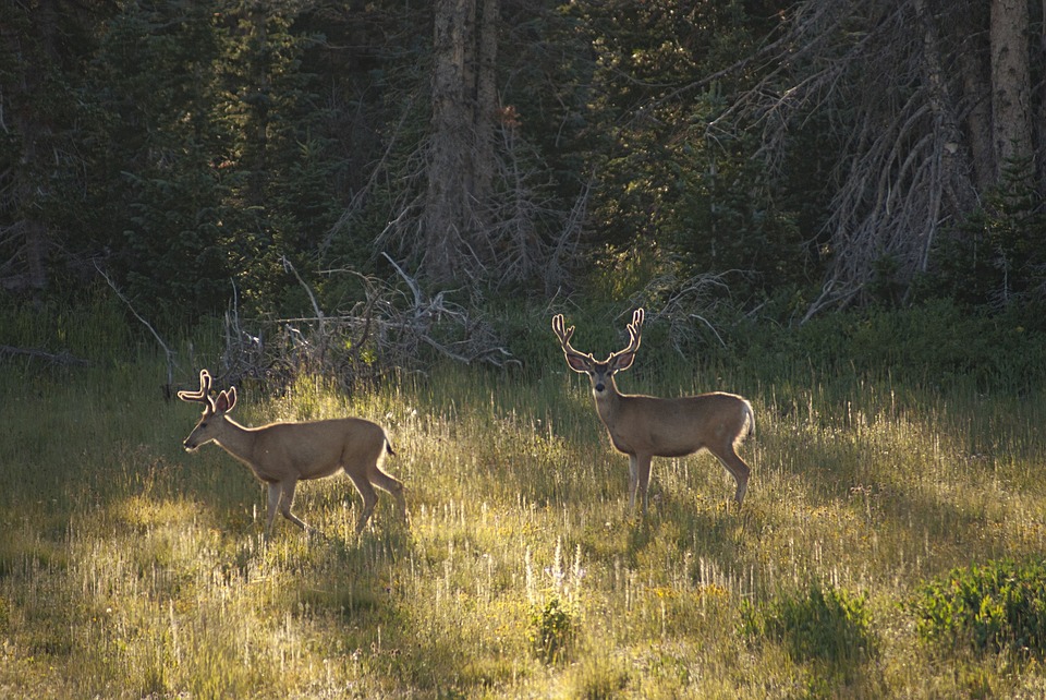 north-dakota-mule-deer-in-spring