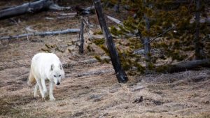 white-wolf-yellowstone