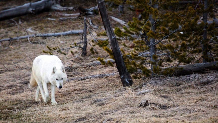 white-wolf-yellowstone