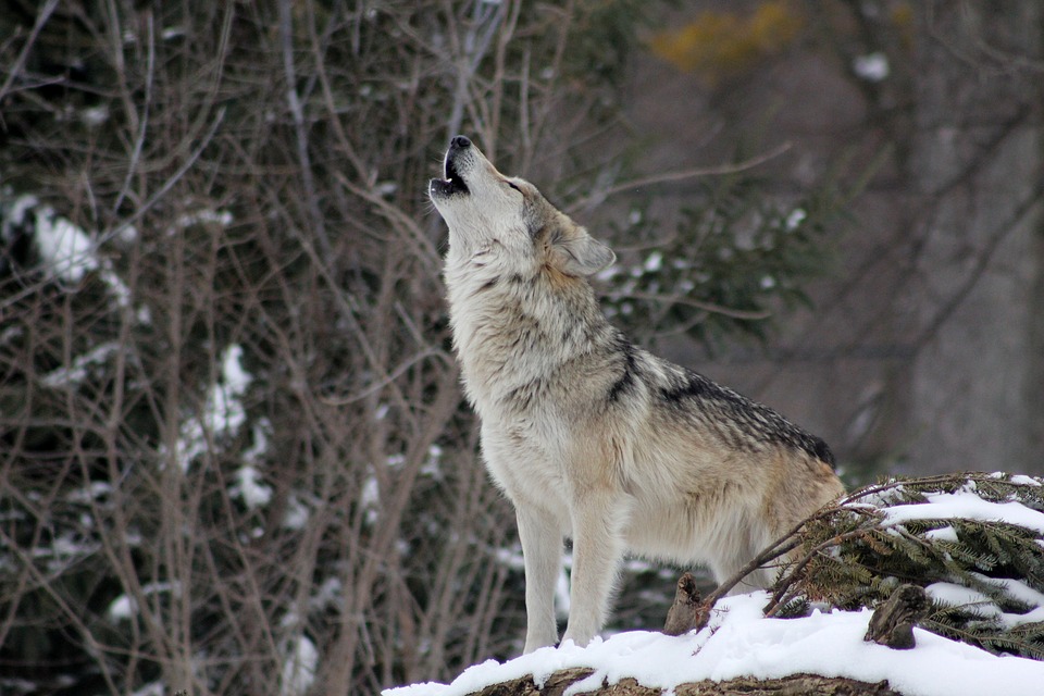 wolf-howling-in-wyoming