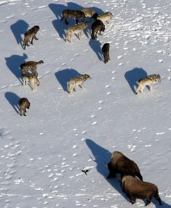 wolf-pack-with-bison-yellowstone