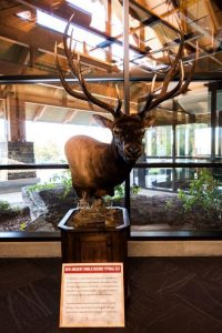 world-record-elk-on-display