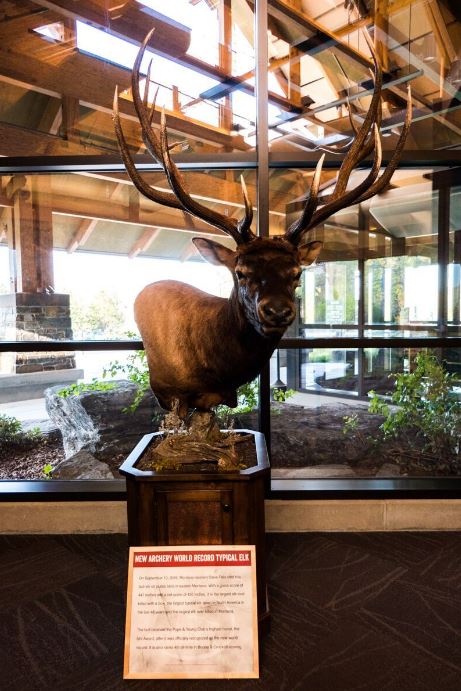 world-record-elk-on-display